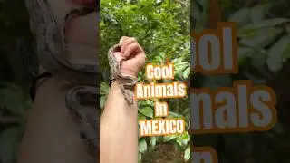 Cool animals I found in Mexico! Tons of reptiles! #shorts #wildlife