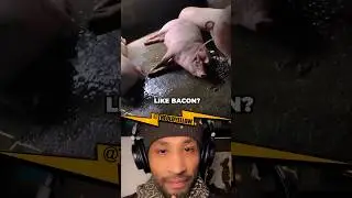 HOW MUCH DO YOU LIKE BACON? Why pigs are pigs 🤢🤮 #bacon #pigs #funnyshorts