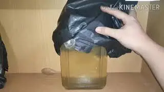 cara membuat infusoria pakan burayak ikan cupang usia 4 hari menggunakan daun pepaya