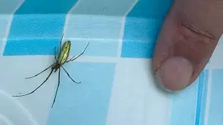 World&rsquo;s Biggest Long Jawed Orbweaver & False Widow Spider - Outdoor Adventure