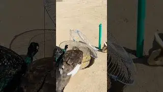 Peacock Trap Using Fan Tools #traps #pigeon #trapmaking #experiment