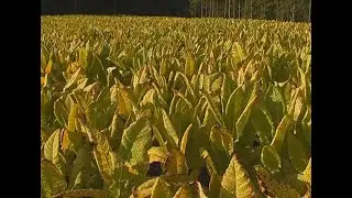 Cosecha de Tabaco en Cerro Azul Misiones Argentina