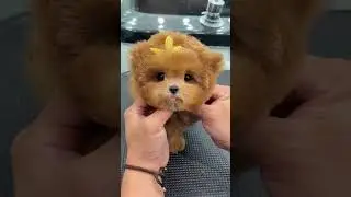 Fluffy Puppies Getting the Cutest Haircuts! #PuppyGrooming #FluffyTransformation #cuteanimals