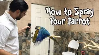 Proper Way to Spray Mist Your Parrot