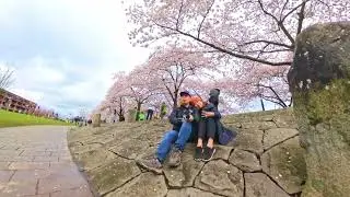 Cherry blossom  2023  @ McCall Waterfront Park, The Great  Oregon Outdoors