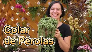 Colar de Pérolas - Conheça essa MARAVILHOSA suculenta!