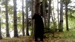 Canadian Black Bear climbing tree