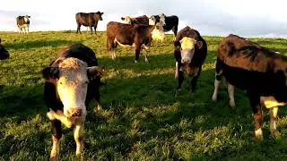 Cattle Playtime
