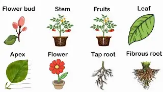 Parts of the plant | Plant parts  English vocabulary | Learn English | Beginners