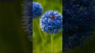 Allium Chaeruleum: Blue Globe Masterpiece! #shorts #allium #blueflowers #beautiful @Plants-World
