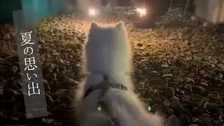 花火に初参加して夏の思い出をつくる子犬
