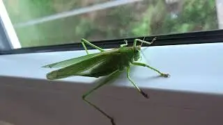 Tettigonia viridissima (Linnaeus, 1758) čes. kobylka zelen&aacute; pol. pasikonik zielony