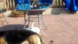 Tinker and Pepsi / Battle of the Table