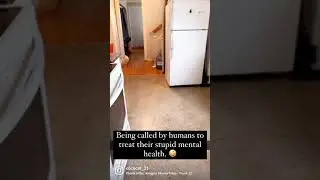 Available to fix your mental health 😹😹#cats #viral #funny #funnyshorts #shorts #reels #viralvideo