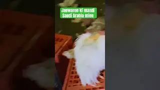 Janwaron ki mandi Saudi Arabia #shortvideos #vlog #mecca #grow #hen #mandi
