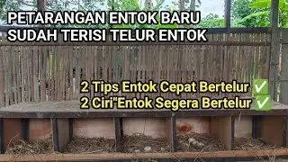 LEAKING TIPS TO GET MUSHROOM LAYING EGGS QUICKLY AND FIND OUT THE CHARACTERISTICS OF MUSHROOM LAY...
