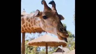 [WILDLIFE FACTS] Giraffes: Blue Tongue Adaptation
