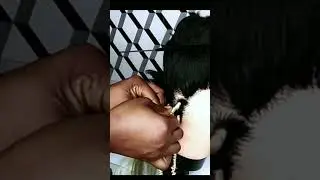 How To Do Coboko CorkScrews Twist Hairstyle #shorts #shortsfeed