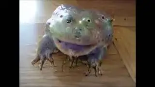Cursed frog (made out of weird forms and dogs faces)
