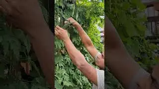 Harvesting in August 2022/Canada/#shorts
