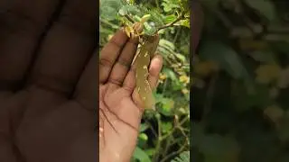 sweet imli fruit nd flowering #sweet #tamarind #imli #fruit #flowers #homegarden #shorts #youtube