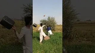Hunting for black raven eggs #black #raven #eggs #nest #farming #blackbird #hunting