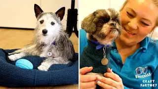 3 Awesome Dog Crafts That Are Cheap And Easy To Make