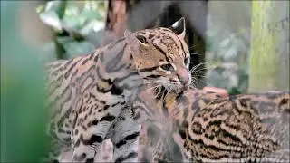 Santa Fe College Teaching Zoo Tour