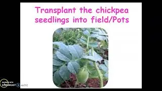 How to grow Cicer arietinum (Chickpea) at home???