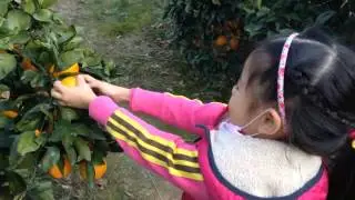 Sadim Lite: Mikan Farm
