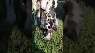 Great Dane Love Ears For Days