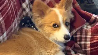 Cute Bengal 🐆& Welsh corgi 🐶( visiting Dallas)