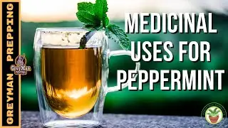 What Are The Medicinal Uses For Peppermint | Benefits of Peppermint Tea and Extracts