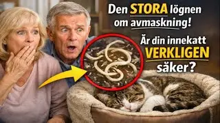 Den STORA l&ouml;gnen om avmaskning: &Auml;r din innekatt VERKLIGEN s&auml;ker? 🙀