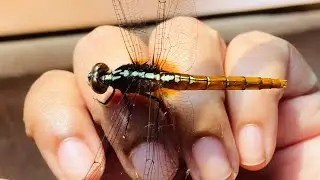 Have you Ever Seen a Rufous Marsh Glider Dragonfly this Close? | Documentary 