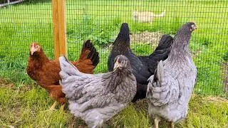 We Got Chickens!