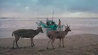 Wow Tapes: Indonesia