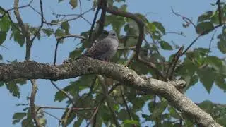 Dusky Turtle Dove   Streptopelia lugens | African Highland Forest and Woodland Pigeons