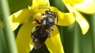 Macropis europaea ♀ (Melittidae-Hymenoptera) de la petite zone humide