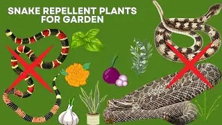 Tips To Keep Snakes Away  | Snake Repellent Plants | Keep Snakes Away | Best Snake Repellent