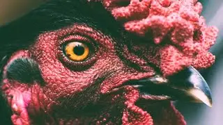 Virus: Sin Disfraz (Live)