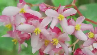 Flowers of Hawaii - Beautiful flowers that are grown on the Hawaiian Island of Kauai.