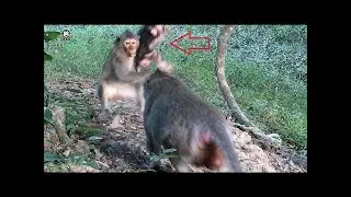 OMG Baby monkey Tarzanna was kidnap by female monkey Duchess many time