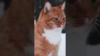 fakta menari kucing