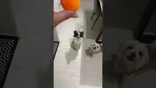 Crazy Gang 🐾😝 #dogs #funnycats #funnyvideo #crazyanimals #animallife #vlog #cat #farmlife #pets