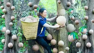 Harvest SALA FRUIT (Cannonball fruit) goes to the market sell, Cook & self-care - Phương Daily Life