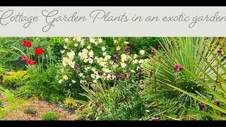 Do cottage garden plants thrive in an exotic garden?
