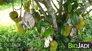 NangChem Revolution: How BioJadi Unleashed a Hybrid Giant | The Future of Farming Unveiled!