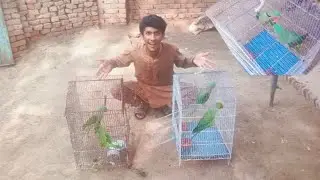 My New Parrots 🦜🦜||Haseeb Home Birds