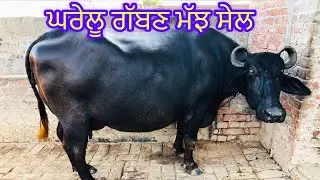 ਘਰੇਲੂ ਗੱਬਣ ਮੱਝ ਸੇਲ - one Buffalo for sale (13-10-2023)